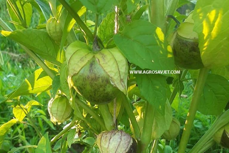 Tomatillo ili meksički paradajz