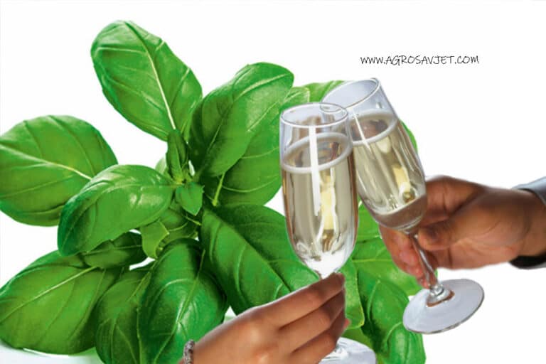 VINO OD BOSILJKA – PRIPREMA I LJEKOVITOST