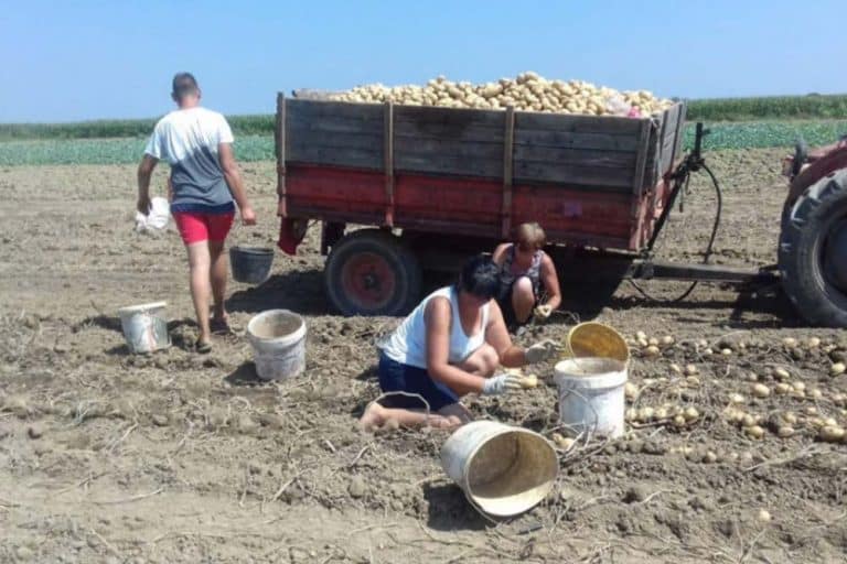 KVALITETOM OSVAJAJU TRŽIŠTE Poljoprivrednici iz sela kod Bijeljine zadovoljno trljaju ruke