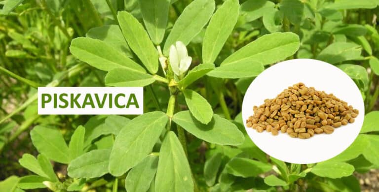 Piskavica – Čini čuda i za žene i za muškarce