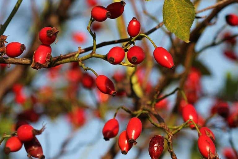 Čaj od šipka – Evo zašto i kako ga treba piti
