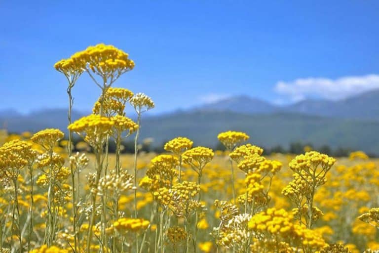 Smilje ne miriše na zaradu kao ranije