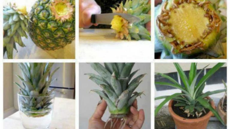 Kako da posadite ananas – Jednostavnije je nego što ste očekivali!
