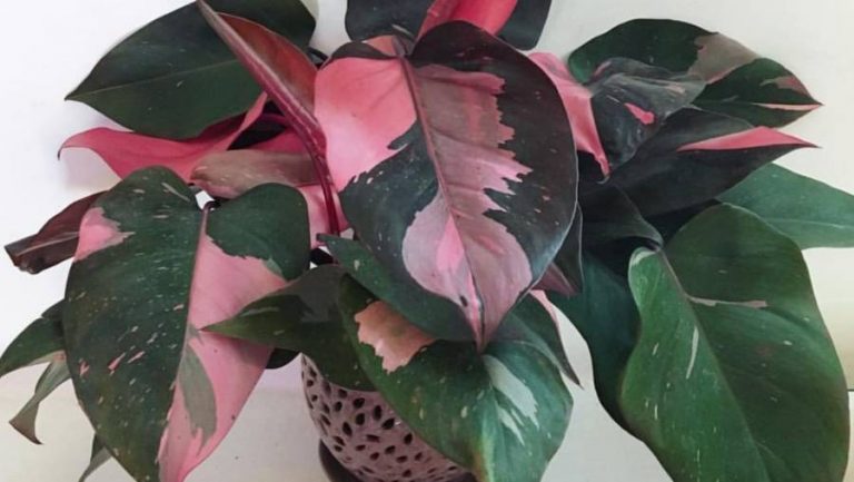Filodendron sa zeleno-roze listovima – Cvijet koji će vas osvojiti