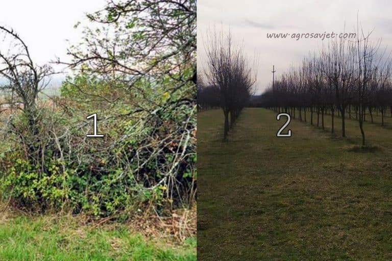 Priprema krčevina i šikara za podizanje novog voćnjaka