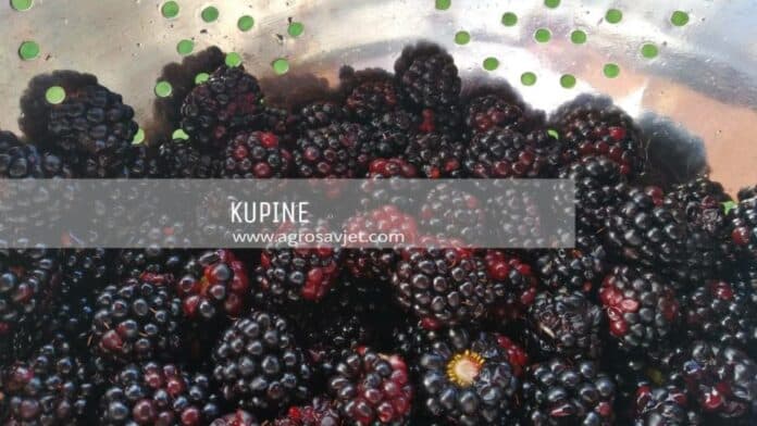 kupine