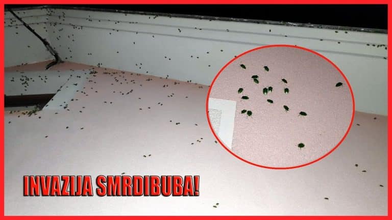 SNIMLJENA NEVJEROVATNA SCENA: „Invazija smrdibuba, napale su mi kuću, kako se odbraniti“ /VIDEO/