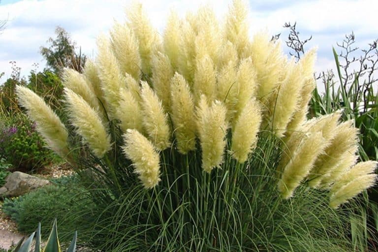 Pampas trava – Pravilna njega, gajenje i zaštita!
