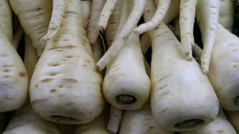 PAŠKANAT – Poznat je u narodnoj medicini, a svojom aromom poboljšava svako jelo