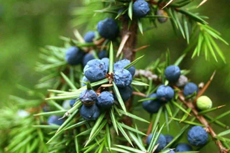 SIRUP OD BORA: Stari recept narodne medicine koji podiže imunitet i suzbija kašalj, brzo i efikasno!