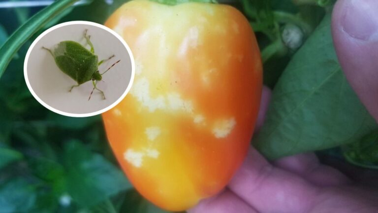 Zelena stjenica pravi probleme u povrtnjacima – otjerajte je sirćetom i bijelim lukom