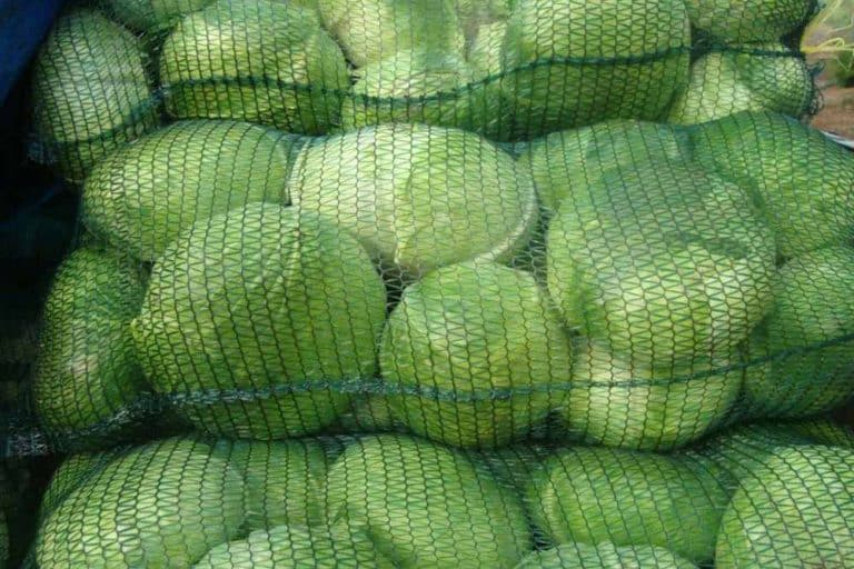 Vreću kupusa ni po dvije marke niko neće