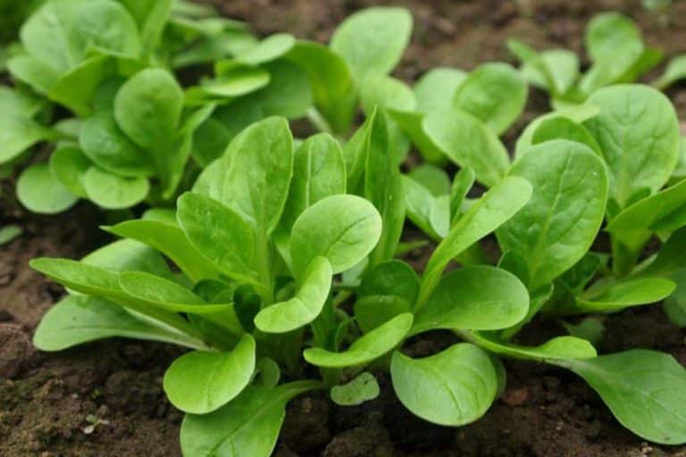 Matovilac – Salata koja raste tokom cijele godine u vašim vrtovima