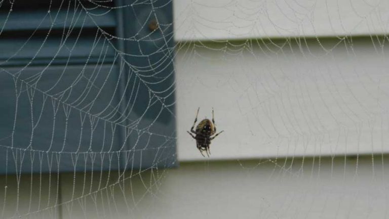 RJEŠITE SE PAUČINE U SVOM DOMU – 7 prirodnih načina za odbijanje paukova