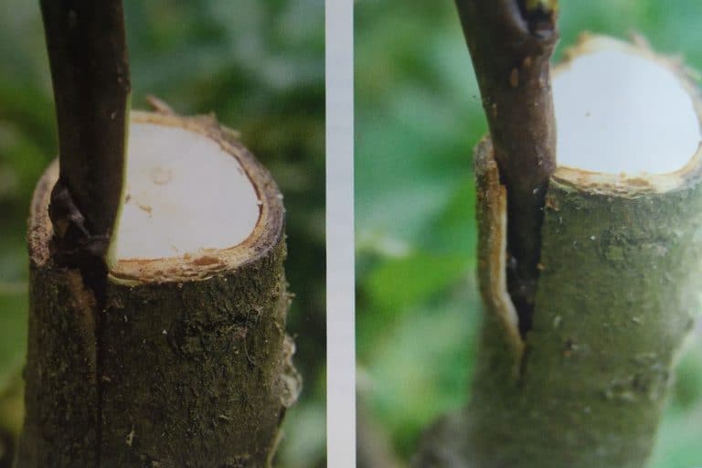 Kalemljenje pod koru – Najjednostavnija tehnika!