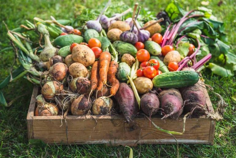 Uz pomoć ovih tehnika ubrzajte rast povrća u bašti i plasteniku