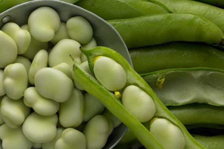 Zaboravljena biljka BOB – Uzgoj, sadnja, berba, upotreba