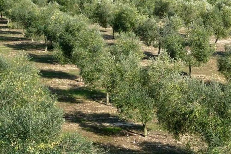 Zašto frezanje nije dobro za suzbijanje korova?