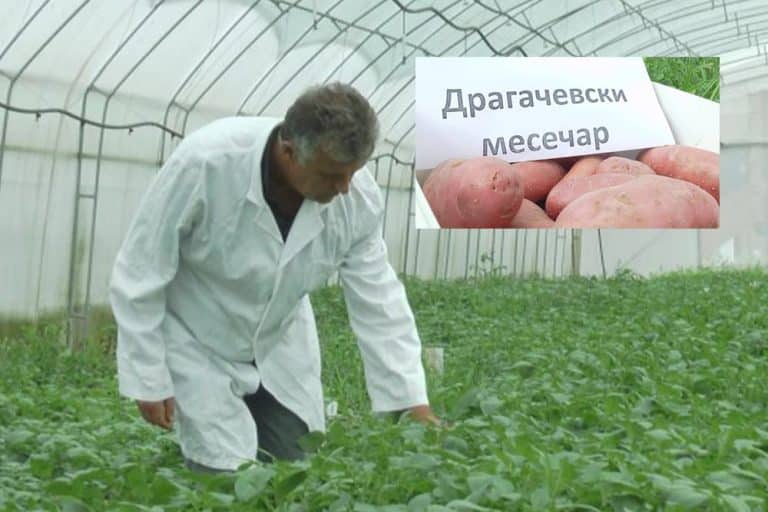 Kraj uvoza – Srbija po prvi put u istoriji proizvela elitno sjeme krompira