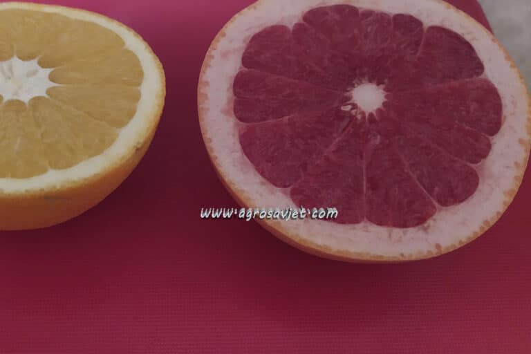 Grejpfrut – Ovoj grupi ljudi može ozbiljno da naruši zdravlje
