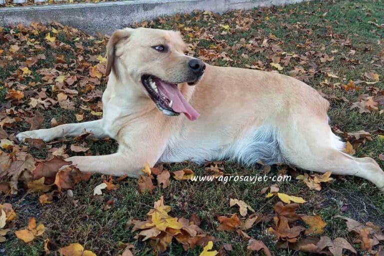Namirnice koje nikako ne bi trebalo da dajete psima