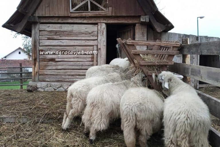 Ovčije mlijeko kao lijek, bogati izvor proteina