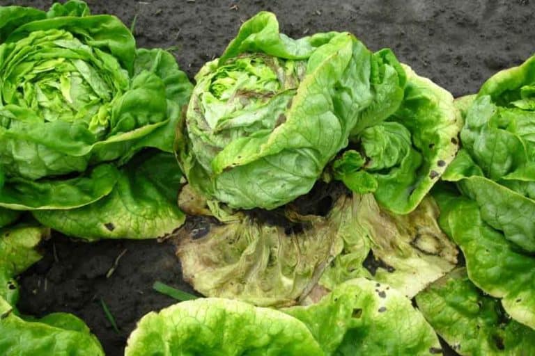Plamenjača salate – Kako se boriti protiv ove bolesti