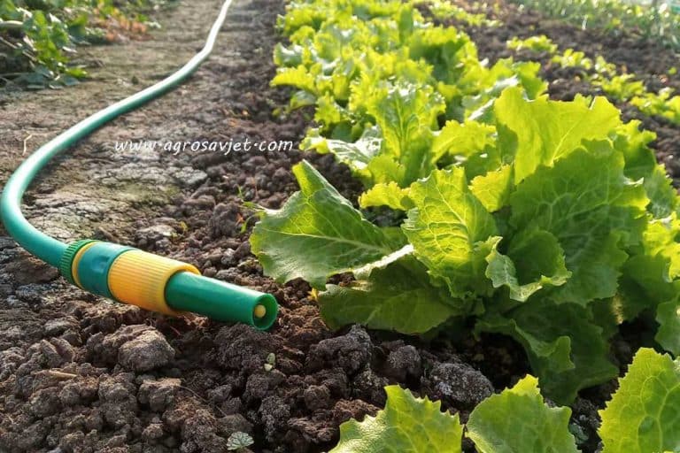 Uzgoj salate u plasteniku: Savjeti za optimalno navodnjavanje, prihranu i zaštitu