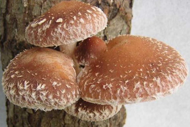 Shiitake gljive – Ukusna namirnica koja štiti imunitet i ima brojne blagodati