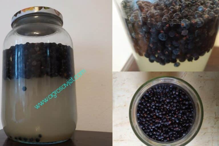 Domaći napitak od bobica SMREKE – Prirodni lijek za šećernu bolest /RECEPT/