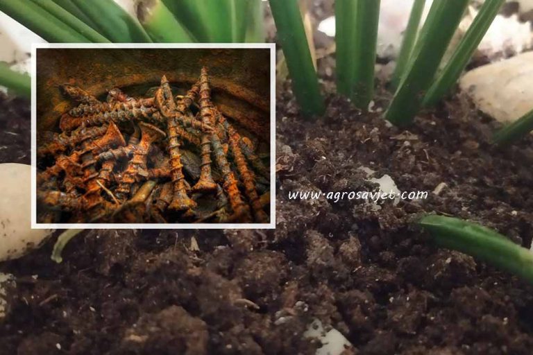 Đubrivo od ZARĐALIH EKSERA – Oživite uvenulu biljku OVIM POTEZOM!