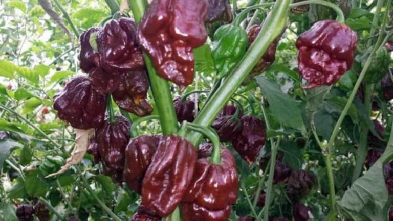 Čokoladna čili paprika – Jako ljuta, a čokoladna