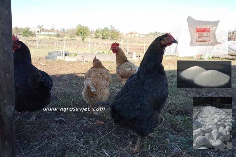 Nadoknadite nedostatak minerala kod živine uz pomoć ovih dodataka ishrani