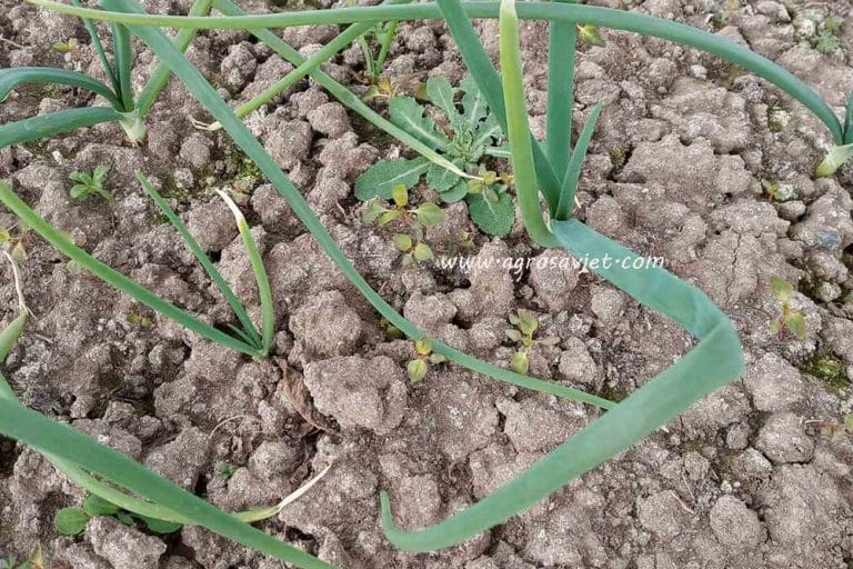 Korovi u luku – Suzbijanje koje obezbjeđuje veće prinose