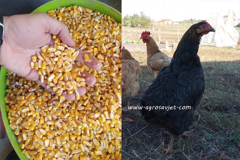 Koji su to nedostaci kukuruza u ishrani živine?