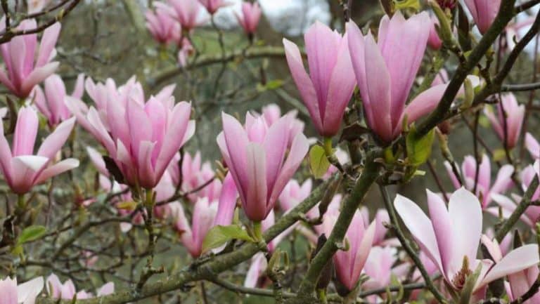 MAGNOLIJA – Drvo raskošnog cvijeta koje će vašem dvorištu dati kraljevski izgled