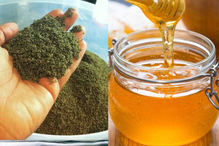 SJEME KOPRIVE I MED – Izuzetan lijek za anemiju i jačanje imuniteta /RECEPT/
