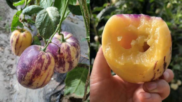 Pepino – Blizak rođak paradajzu i patlidžanu