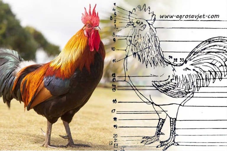 Odlike dobrog pijetla za priplod – Odabiranje  prema spoljašnjem izgledu