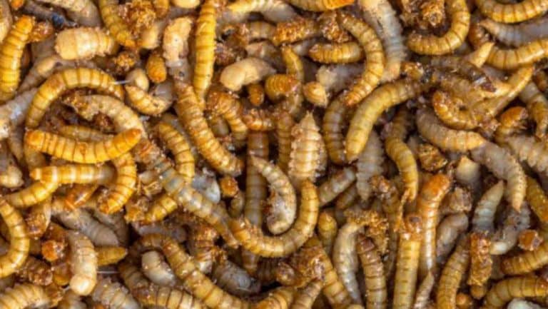 Jestivi insekti su sigurni obroci