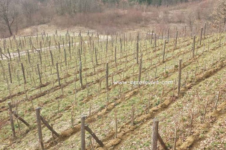 Vinograd – Bolesti vrebaju tokom zimskog mirovanja