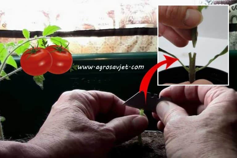 Kalemljenje povrća – Ovom tehnikom do većih prinosa i otpornijih biljaka