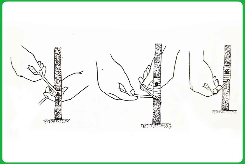 Tehnika vezivanja kalema rafijom ili gumenom trakom