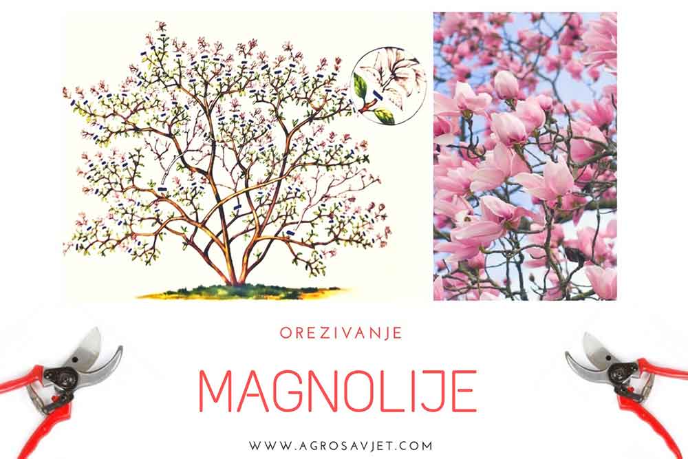 Orezivanje magnolije