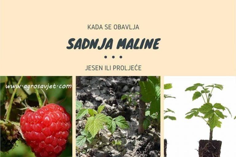 Jesen ili proljeće – Kada je bolje saditi malinu?