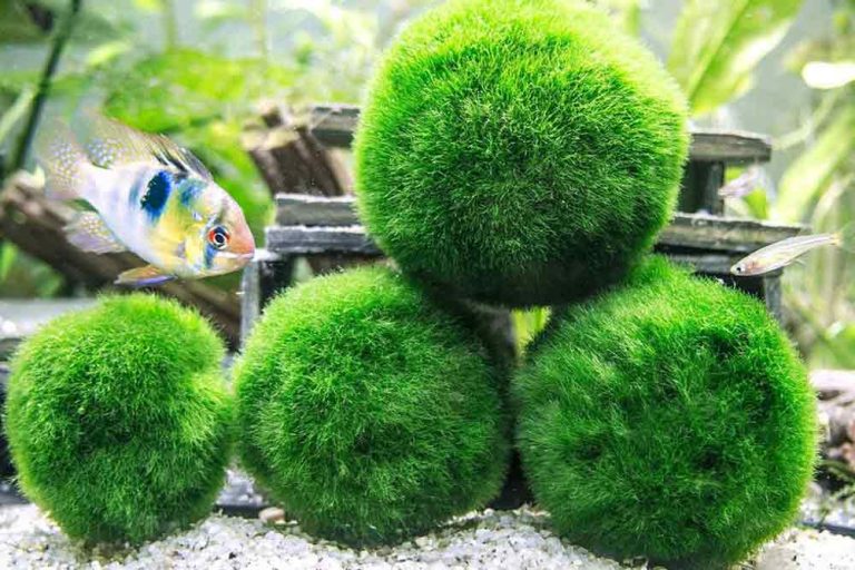 Marimo loptice – Čudesne dekorativne vodene biljke