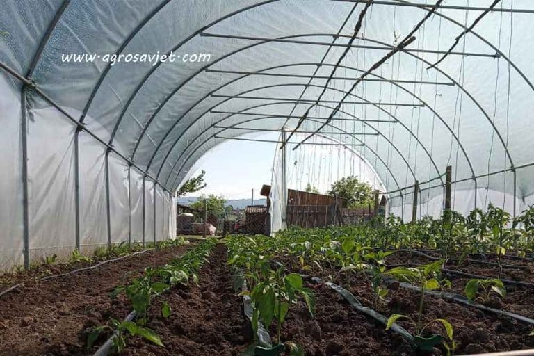 Odaberite idealan tip plastenika za vašu proizvodnju – Svaki ima prednosti i mane