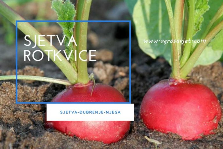 ROTKVICA – Sjetva, djubrenje i njega