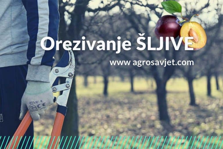 Savjeti za pravilno orezivanje šljive