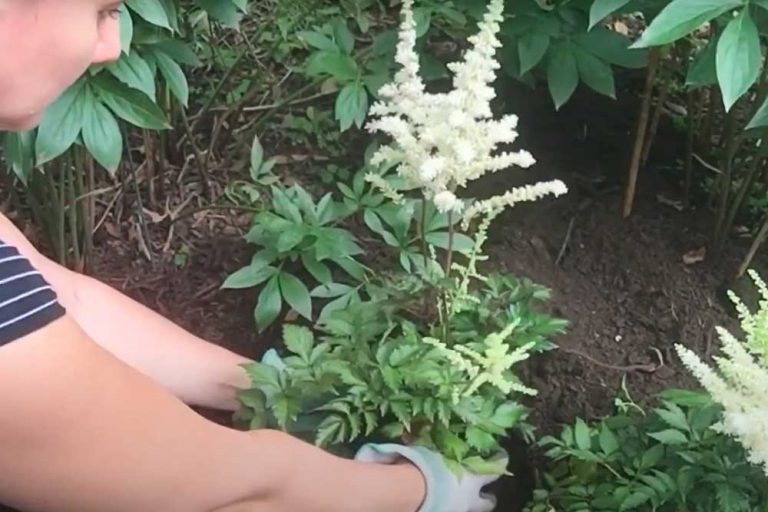 Astilbe ciklama – Prelijepo cvijeće uz minimum truda, treba mu samo malo vode!